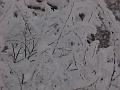 Branches of bushes